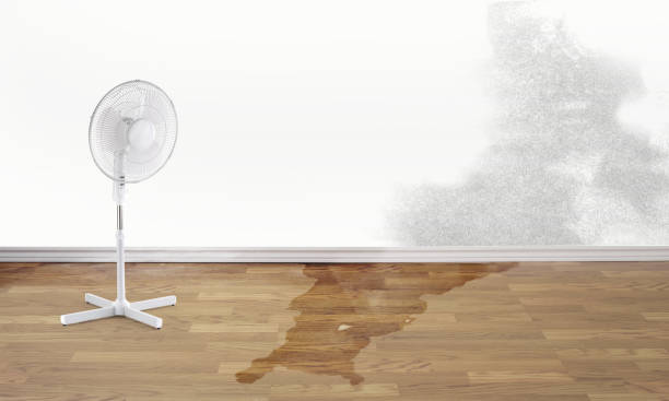 Best Water damage cleanup near me  in Waynesboro, TN