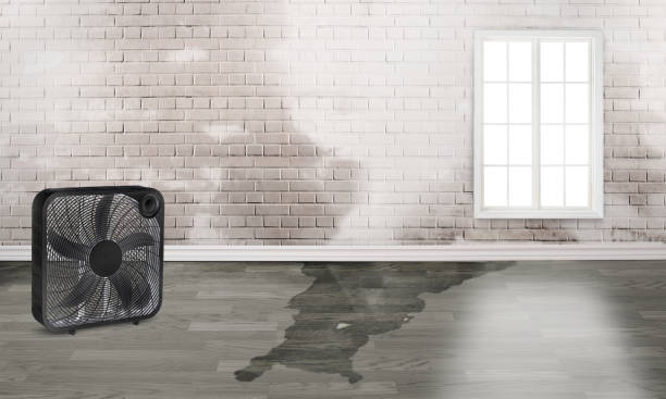 Best Local water damage restoration  in Waynesboro, TN